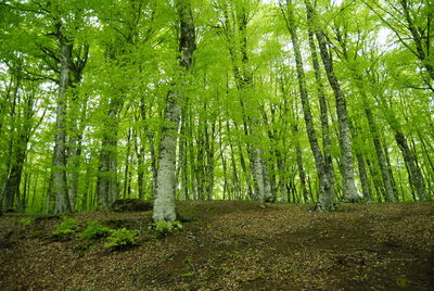Trees in forest