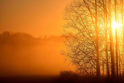 Silhouette bare tree against orange sky during sunset