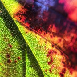 Close-up of leaf