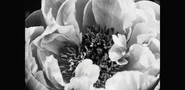 Close-up of flowers blooming against black background