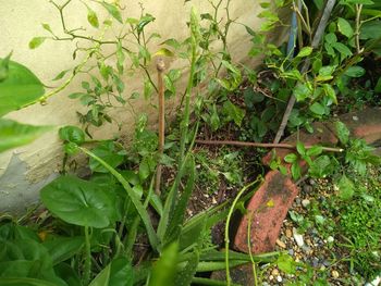 High angle view of fresh green leaves on field