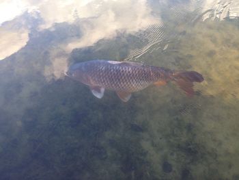 Fish swimming in sea