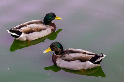 Two cute ducks are swimming in the lake