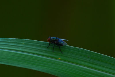 Close-up of insect on leaf