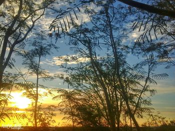 Low angle view of trees against sky