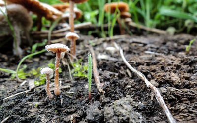 Close-up of mushrooms growing on landscape