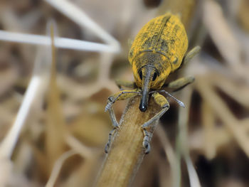 Close-up of insect