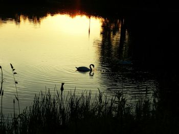 Ducks swimming in lake