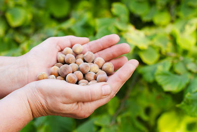 Close-up of hand holding plant