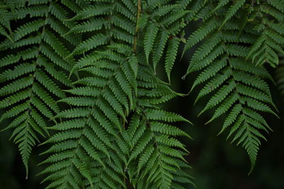 Close-up of fern leaves