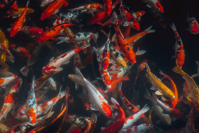 View of koi carps swimming in pond