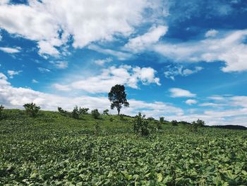 Plants growing on field against sky