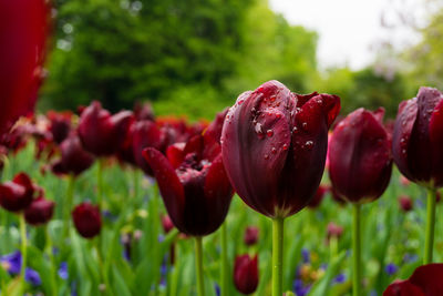 Close-up of maroon tulips during rainy season