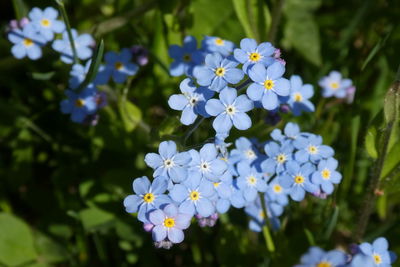 Close-up of white flowering plant in park