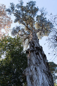 Low angle view of tree against sky