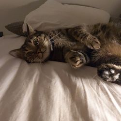 Portrait of cat lying on bed at home