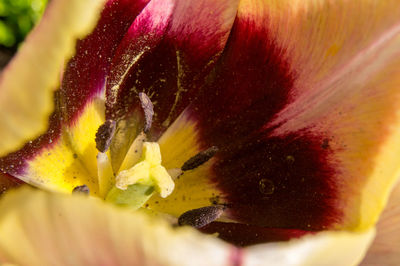 Close-up of yellow rose flower