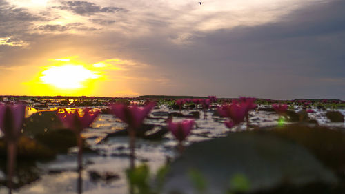 Scenic view of lake against sky during sunset