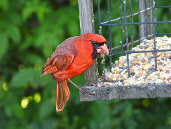 Close-up of a bird perching on branch