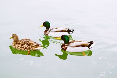 Duck swimming in a lake