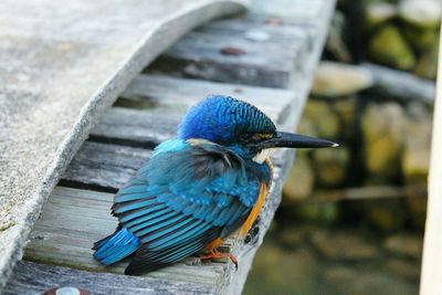 Close-up of kingfisher perching on roof