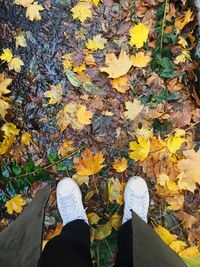 Low section of person standing on yellow maple leaves
