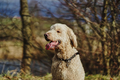 Close-up of dog on tree against sky