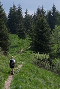 Rear view of man walking on footpath amidst trees