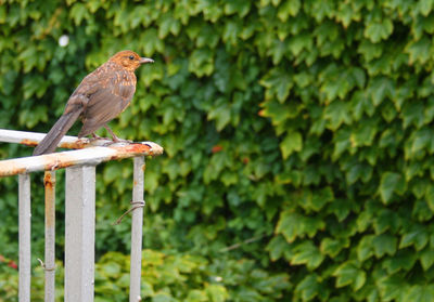 Bird perching on a fence