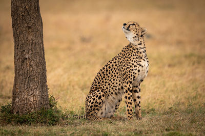 View of a cat on land