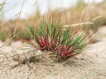 Dune grass, on moving dune wydma czolpinska, slowinski national park, poland