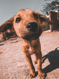 Close-up portrait of dog