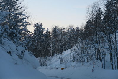 Trees on snow covered land against sky