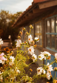 Close-up of flowers blooming outdoors