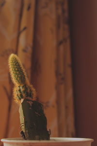 Close-up of potted plant