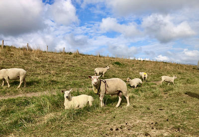 View of sheep on field against sky