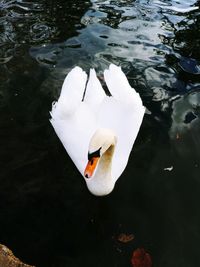 High angle view of swan floating on lake