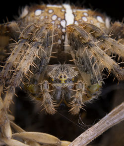 Araneus diadematus spider posing on his web