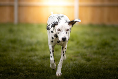 Portrait of a dog on field