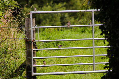 Close-up of horse on grass