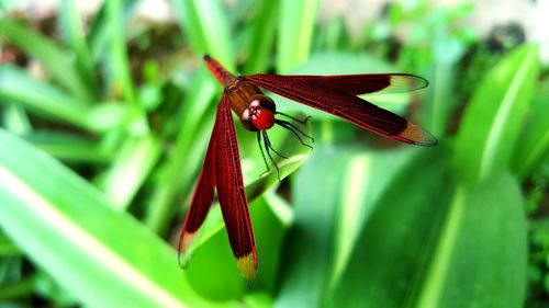 Close-up of maroon dragonfly on plant