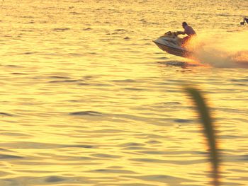 Swan swimming in lake during sunset