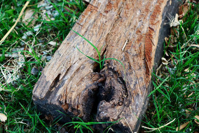 High angle view of lizard on tree trunk