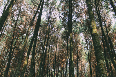 Low angle view of bamboo trees in forest