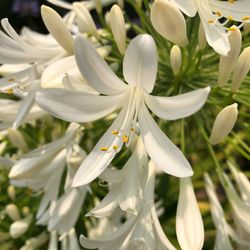Close-up of white flowering plants in park