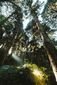 Low angle view of trees in forest