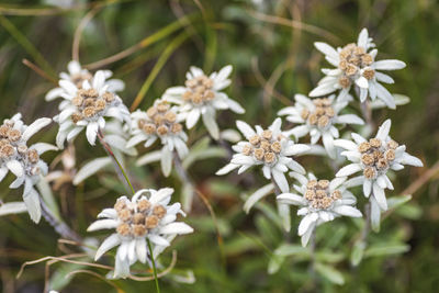 Close-up of white flowering plant