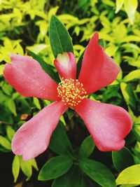 Close-up of flower blooming outdoors