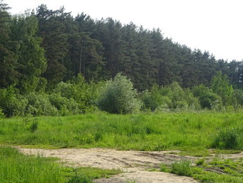 Scenic view of trees on field against sky
