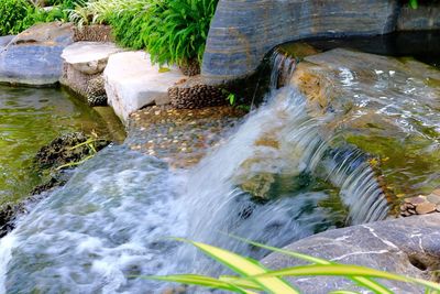 River stream amidst plants